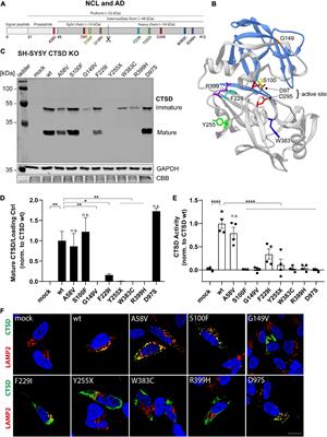 Cathepsin D Variants Associated With Neurodegenerative Diseases Show Dysregulated Functionality and Modified α-Synuclein Degradation Properties